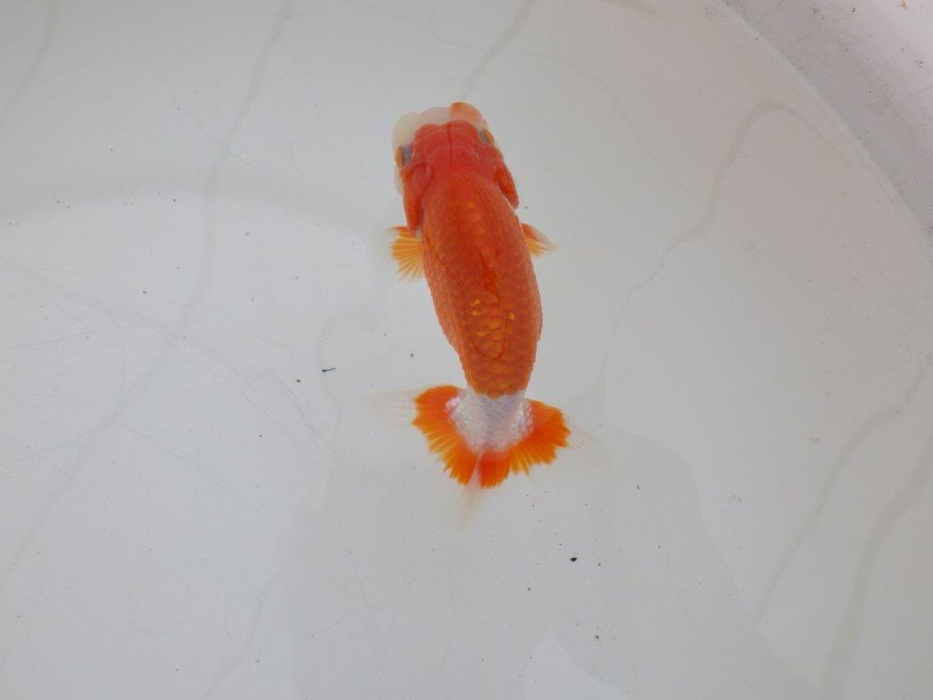 【ゴールデンウィーク期間限定セール】色艶の良い明け弐歳らんちゅう約11,5㎝オス？