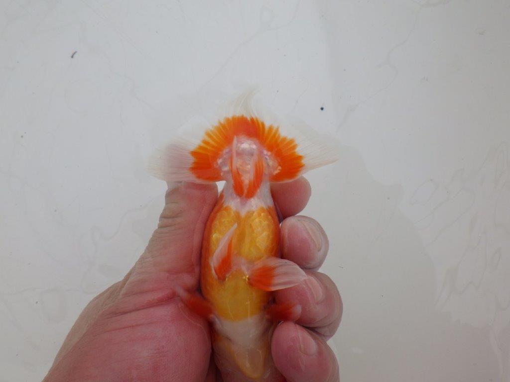 【ゴールデンウィーク期間限定セール】色艶の良い明け弐歳らんちゅう約11,5㎝オス？