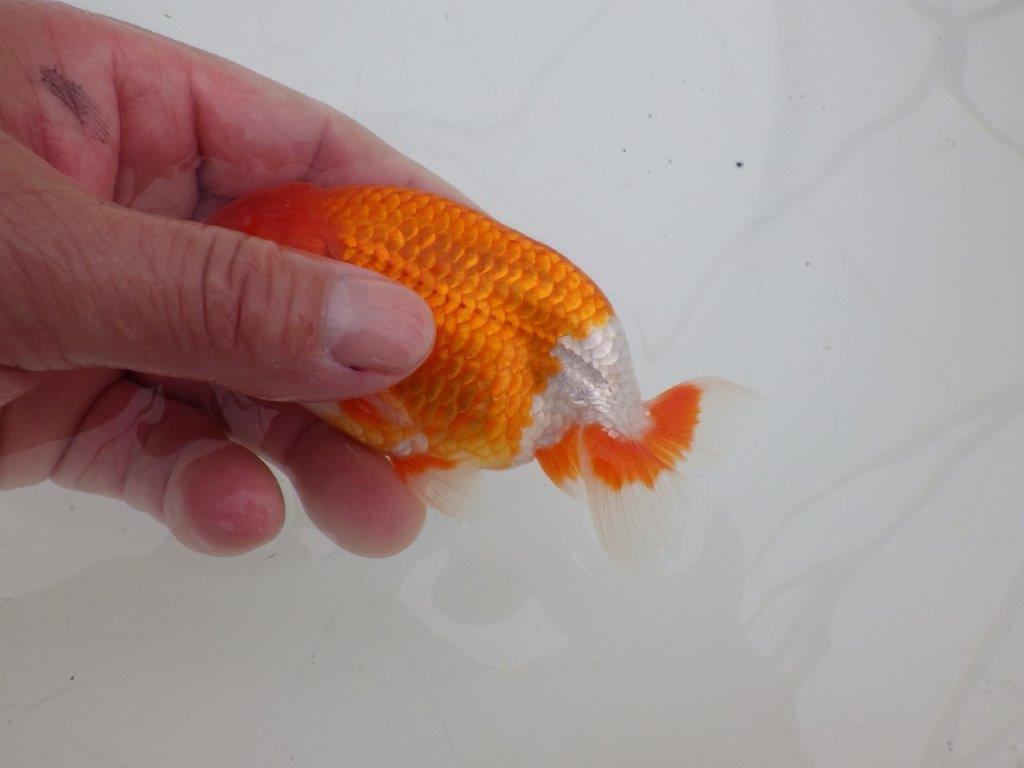 【ゴールデンウィーク期間限定セール】色艶の良い明け弐歳らんちゅう約11,5㎝オス？