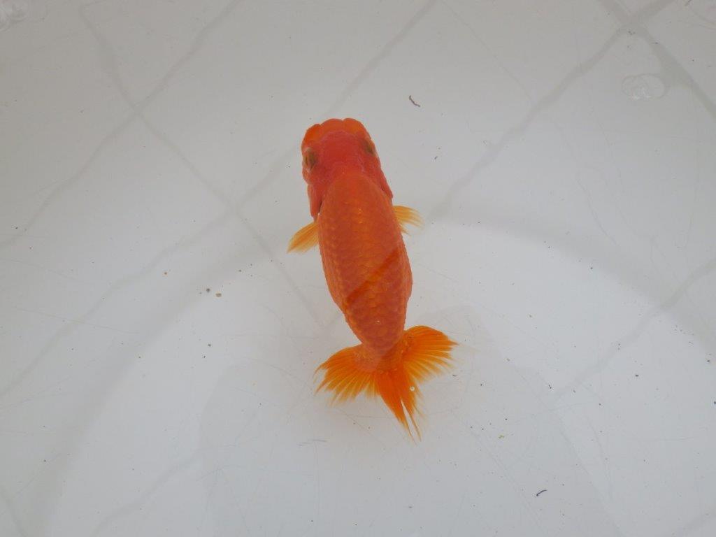 【ゴールデンウィーク期間限定セール】横見が映える明け弐歳らんちゅう約12㎝メス？