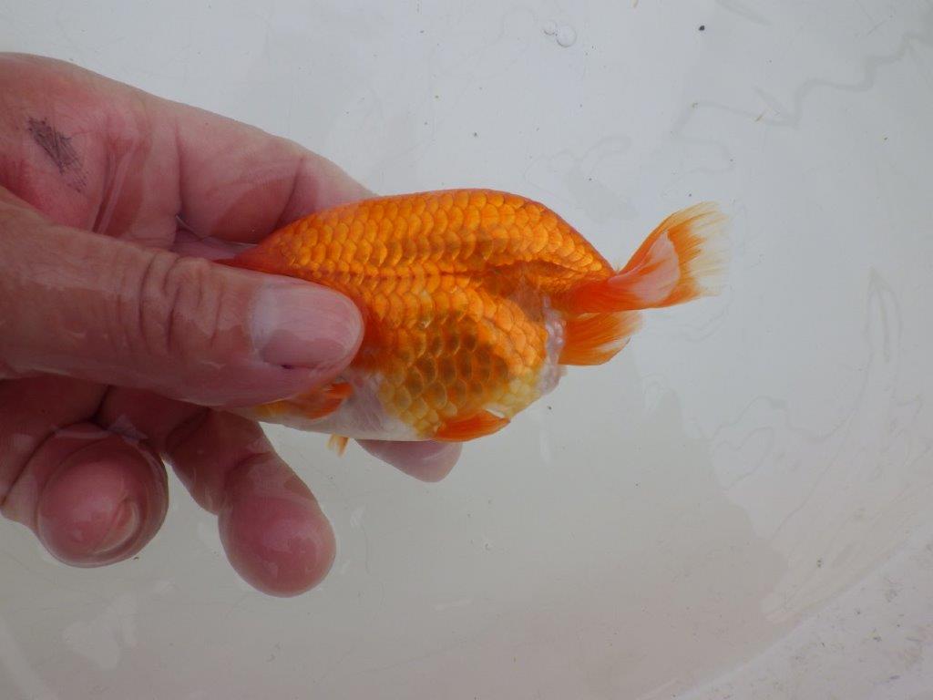 【ゴールデンウィーク期間限定セール】横見が映える明け弐歳らんちゅう約12㎝メス？