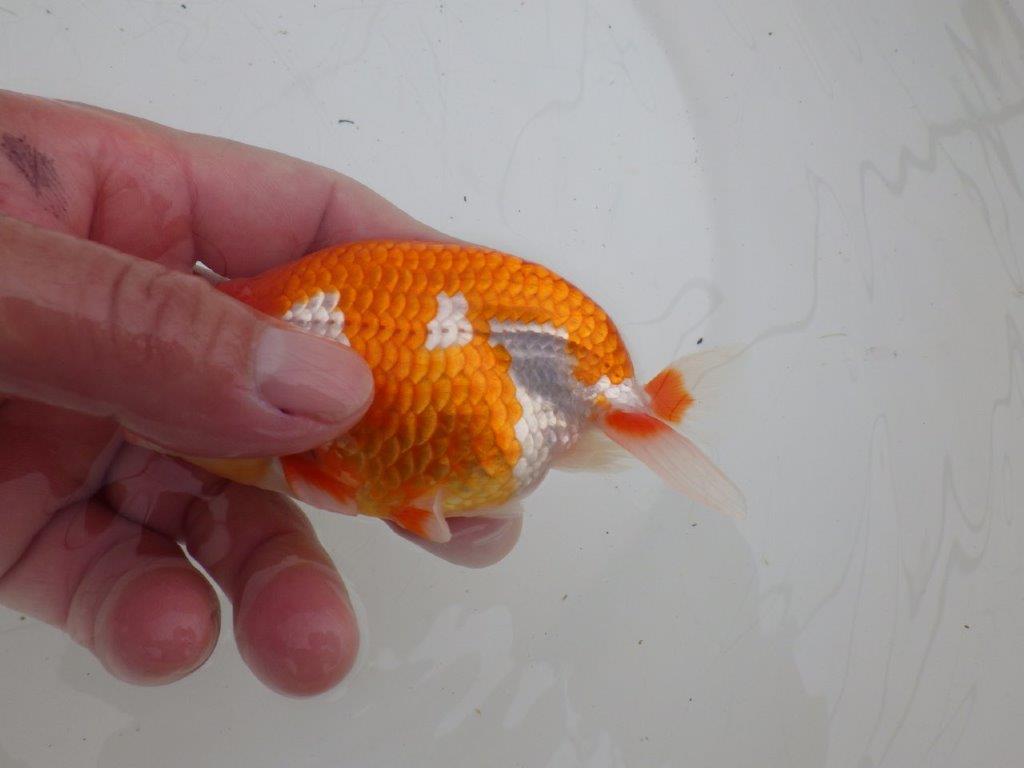 【ゴールデンウィーク期間限定セール】横見がお勧めの明け弐歳らんちゅう約12㎝オス？