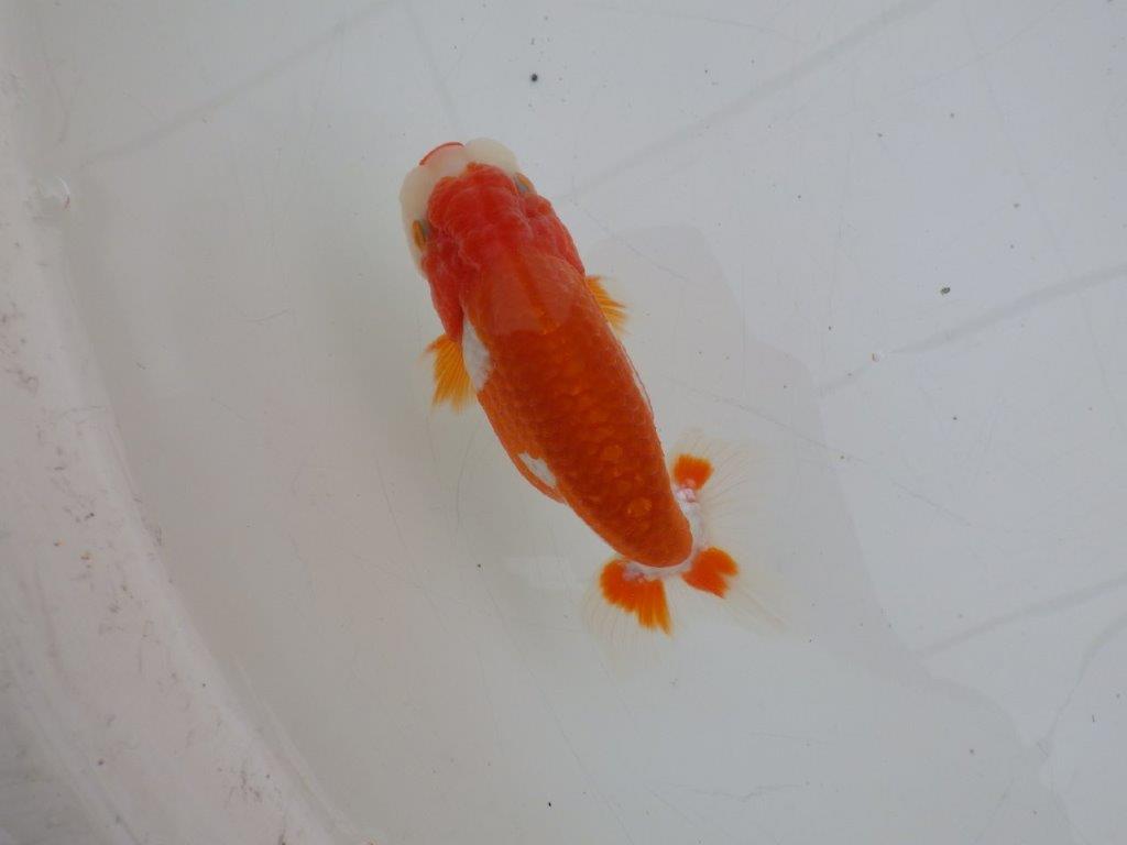 【ゴールデンウィーク期間限定セール】横見がお勧めの明け弐歳らんちゅう約12㎝オス？