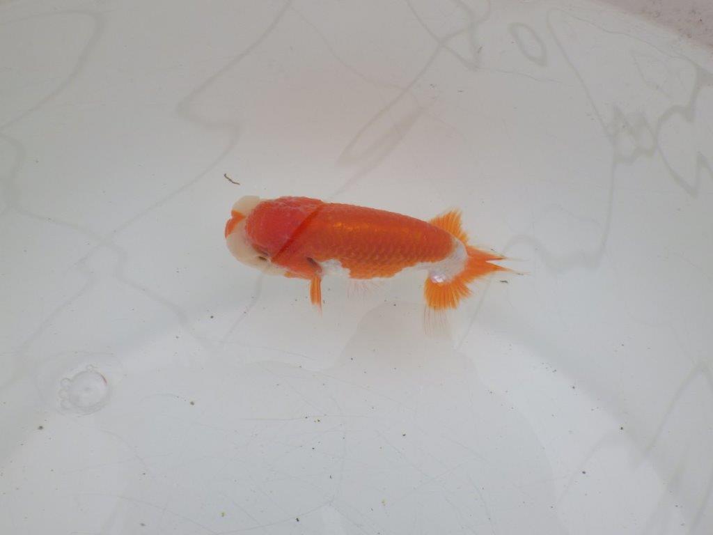 【ゴールデンウィーク期間限定セール】上からも横からもお勧め明け弐歳らんちゅう約11㎝オス？