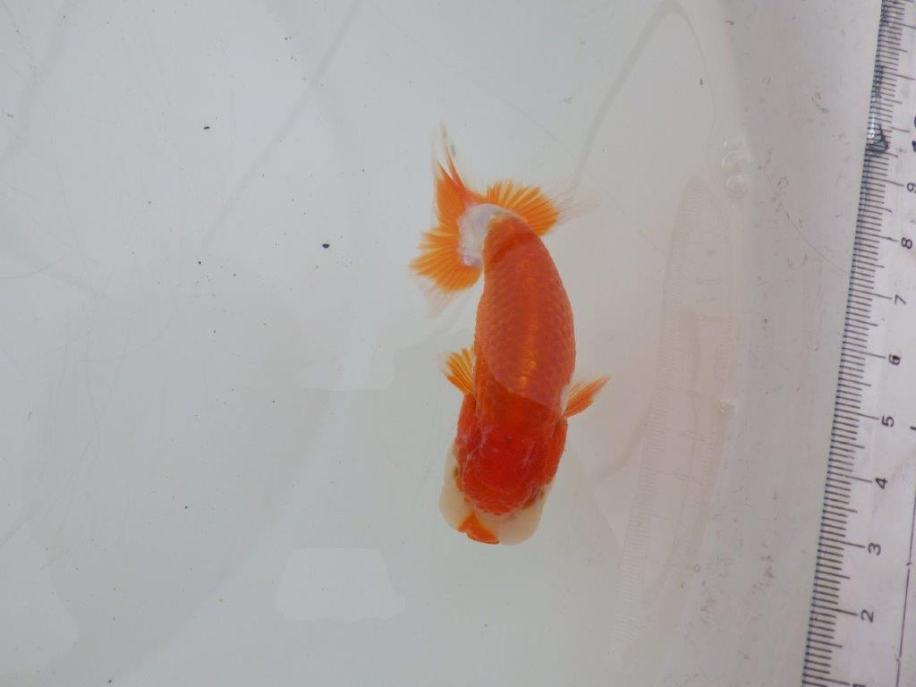 【ゴールデンウィーク期間限定セール】上からも横からもお勧め明け弐歳らんちゅう約11㎝オス？