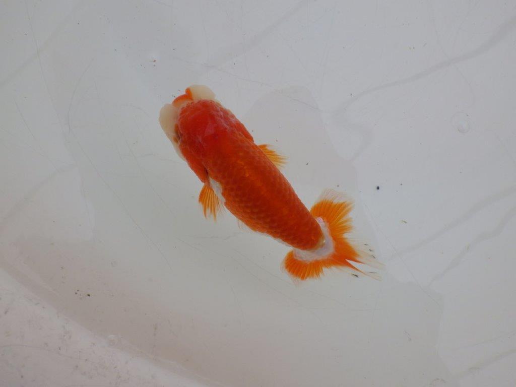 【ゴールデンウィーク期間限定セール】上からも横からもお勧め明け弐歳らんちゅう約11㎝オス？