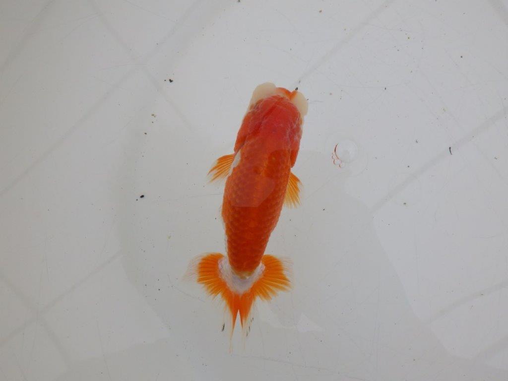 【ゴールデンウィーク期間限定セール】上からも横からもお勧め明け弐歳らんちゅう約11㎝オス？