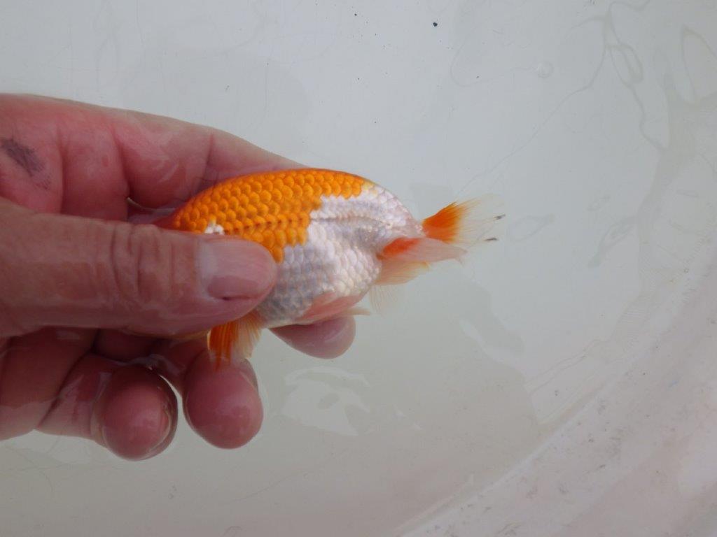 【ゴールデンウィーク期間限定セール】上からも横からもお勧め明け弐歳らんちゅう約11㎝オス？