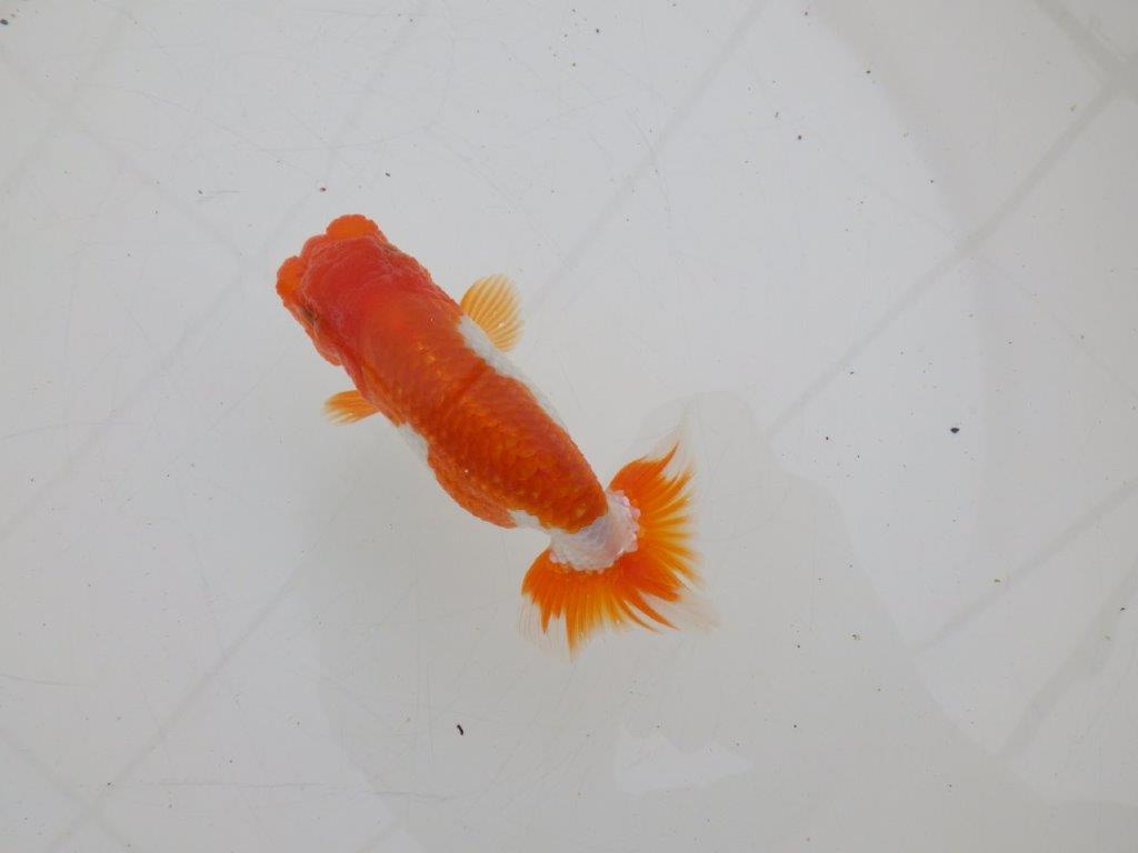 【ゴールデンウィーク期間限定セール】雰囲気の良い明け弐歳らんちゅう約11,5㎝オス？