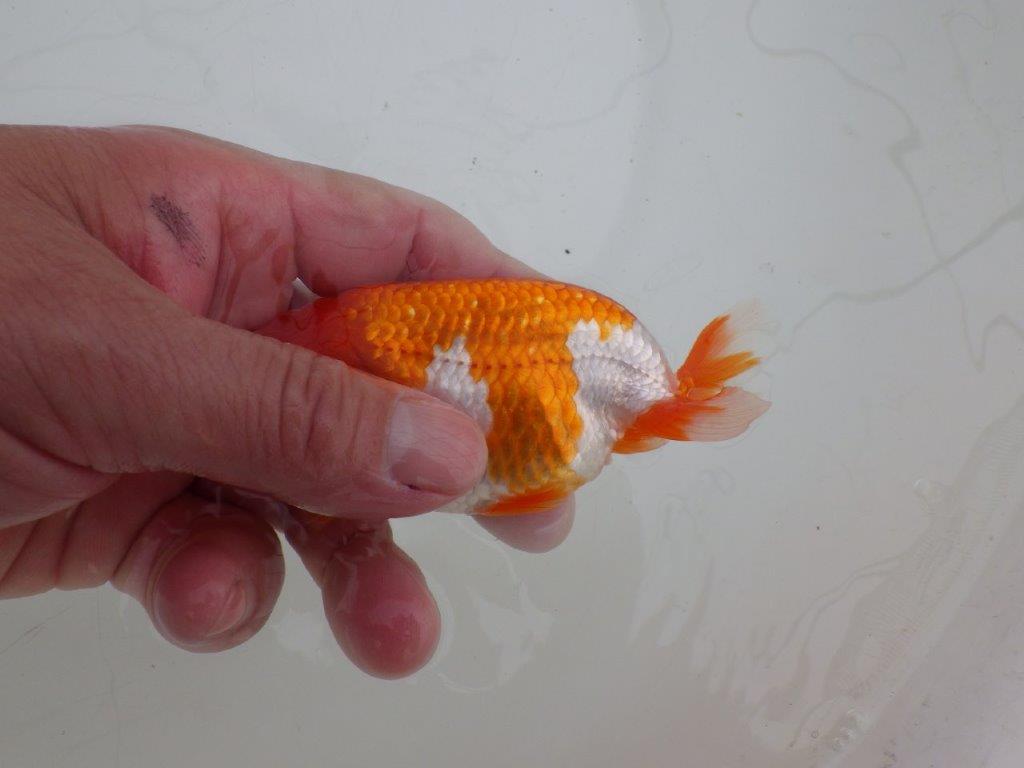 【ゴールデンウィーク期間限定セール】雰囲気の良い明け弐歳らんちゅう約11,5㎝オス？