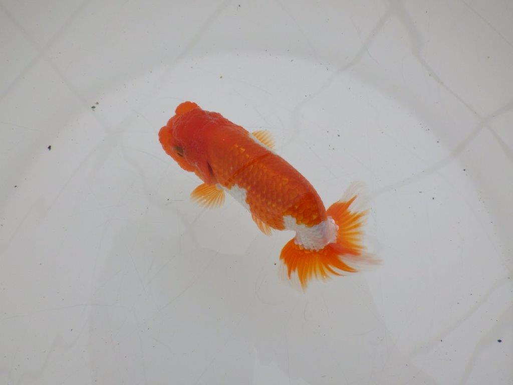 【ゴールデンウィーク期間限定セール】雰囲気の良い明け弐歳らんちゅう約11,5㎝オス？