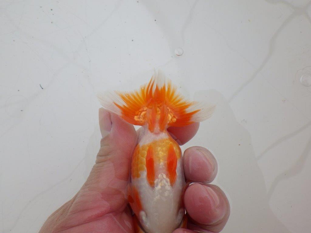 【ゴールデンウィーク期間限定セール】雰囲気の良い明け弐歳らんちゅう約11,5㎝オス？