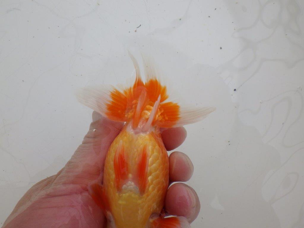 【ゴールデンウィーク期間限定セール】しっかりした体系の明け弐歳らんちゅう約13㎝メス？