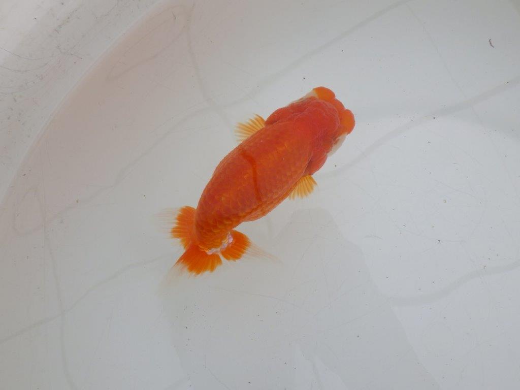 【ゴールデンウィーク期間限定セール】しっかりした体系の明け弐歳らんちゅう約13㎝メス？