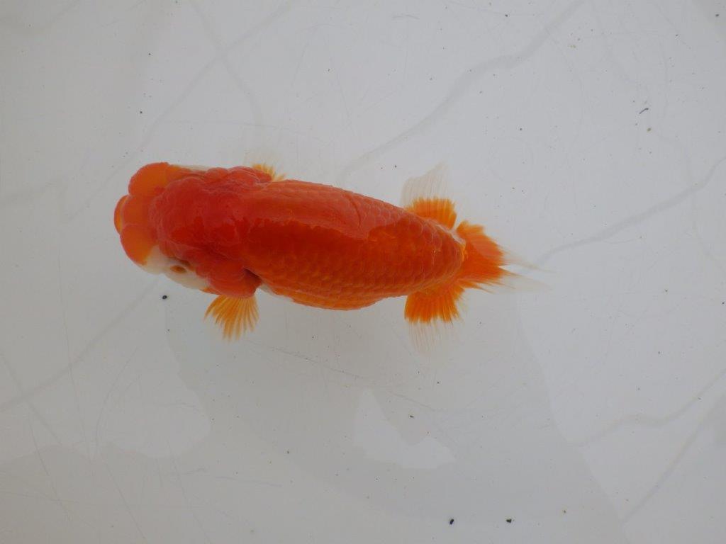 【ゴールデンウィーク期間限定セール】しっかりした体系の明け弐歳らんちゅう約13㎝メス？