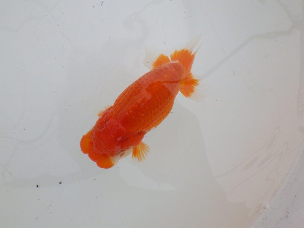 【ゴールデンウィーク期間限定セール】しっかりした体系の明け弐歳らんちゅう約13㎝メス？