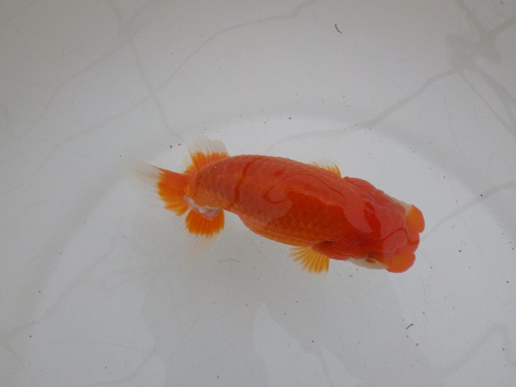 【ゴールデンウィーク期間限定セール】しっかりした体系の明け弐歳らんちゅう約13㎝メス？