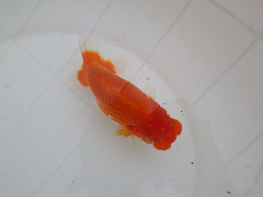 【ゴールデンウィーク期間限定セール】背が綺麗で横からもお勧め明け弐歳らんちゅう約14㎝オス？