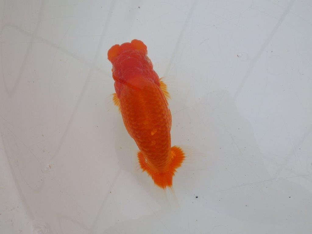 【ゴールデンウィーク期間限定セール】背が綺麗で横からもお勧め明け弐歳らんちゅう約14㎝オス？