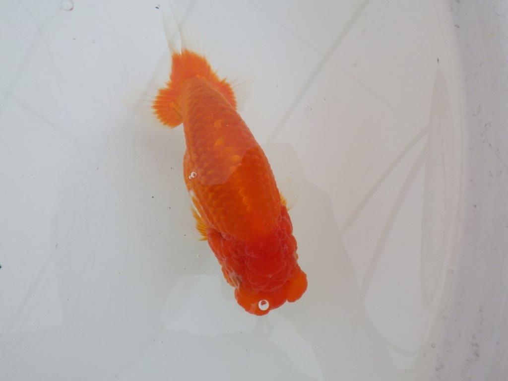 【ゴールデンウィーク期間限定セール】背が綺麗で横からもお勧め明け弐歳らんちゅう約14㎝オス？