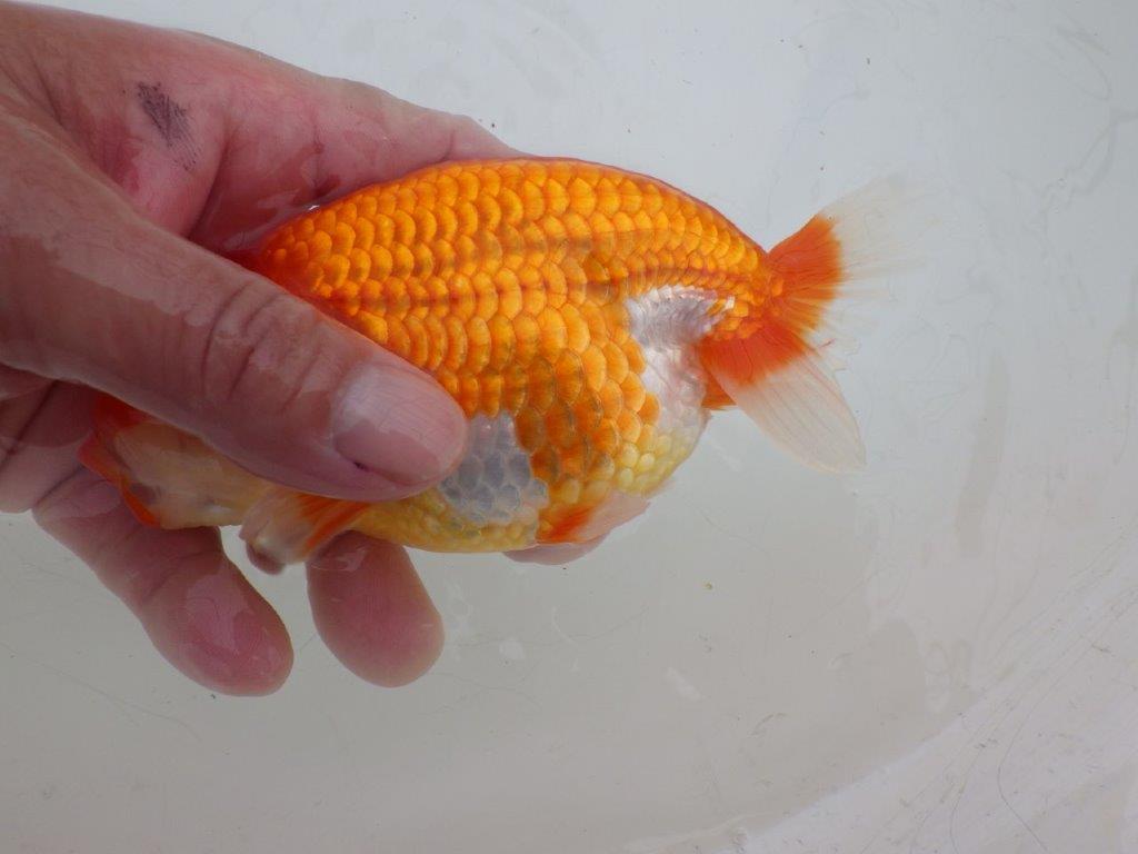 【ゴールデンウィーク期間限定セール】背が綺麗で横からもお勧め明け弐歳らんちゅう約14㎝オス？