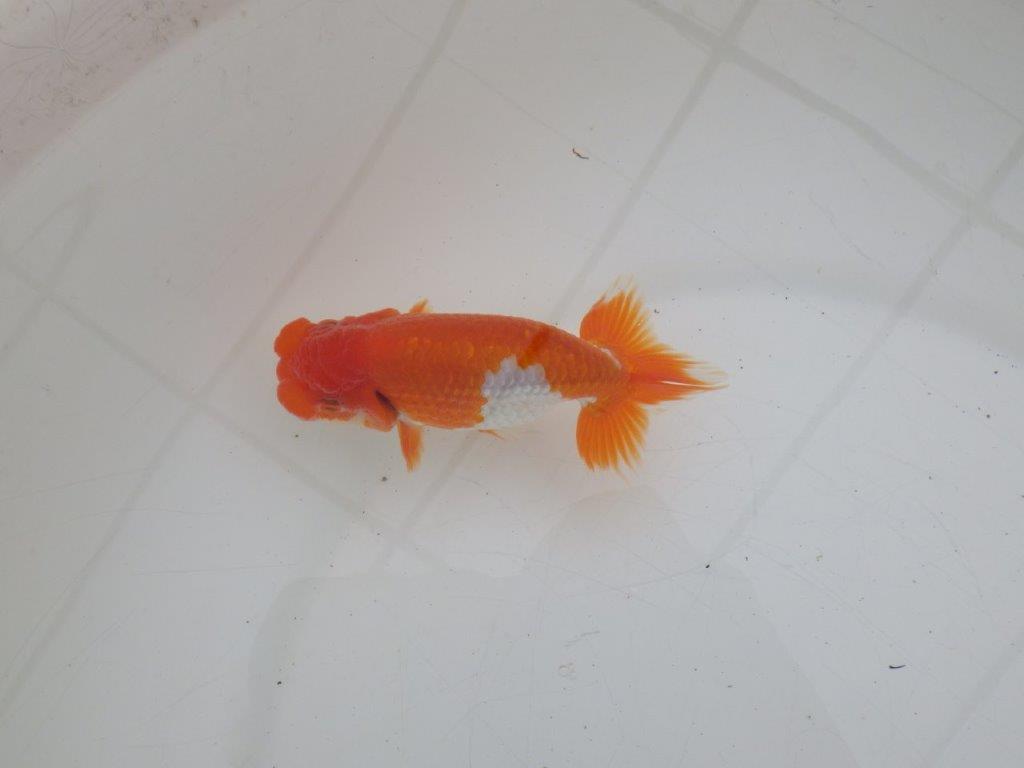 【ゴールデンウィーク期間限定セール】雰囲気抜群！明け弐歳らんちゅう約12㎝オス？