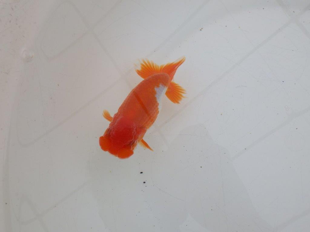 【ゴールデンウィーク期間限定セール】雰囲気抜群！明け弐歳らんちゅう約12㎝オス？