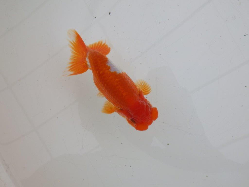 【ゴールデンウィーク期間限定セール】雰囲気抜群！明け弐歳らんちゅう約12㎝オス？