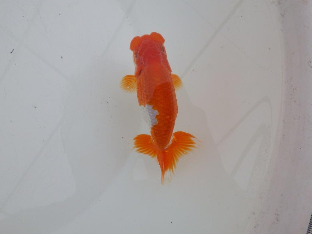 【ゴールデンウィーク期間限定セール】雰囲気抜群！明け弐歳らんちゅう約12㎝オス？