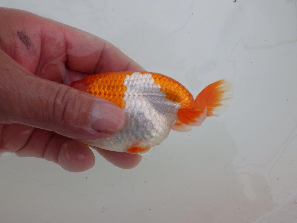 【ゴールデンウィーク期間限定セール】雰囲気抜群！明け弐歳らんちゅう約12㎝オス？