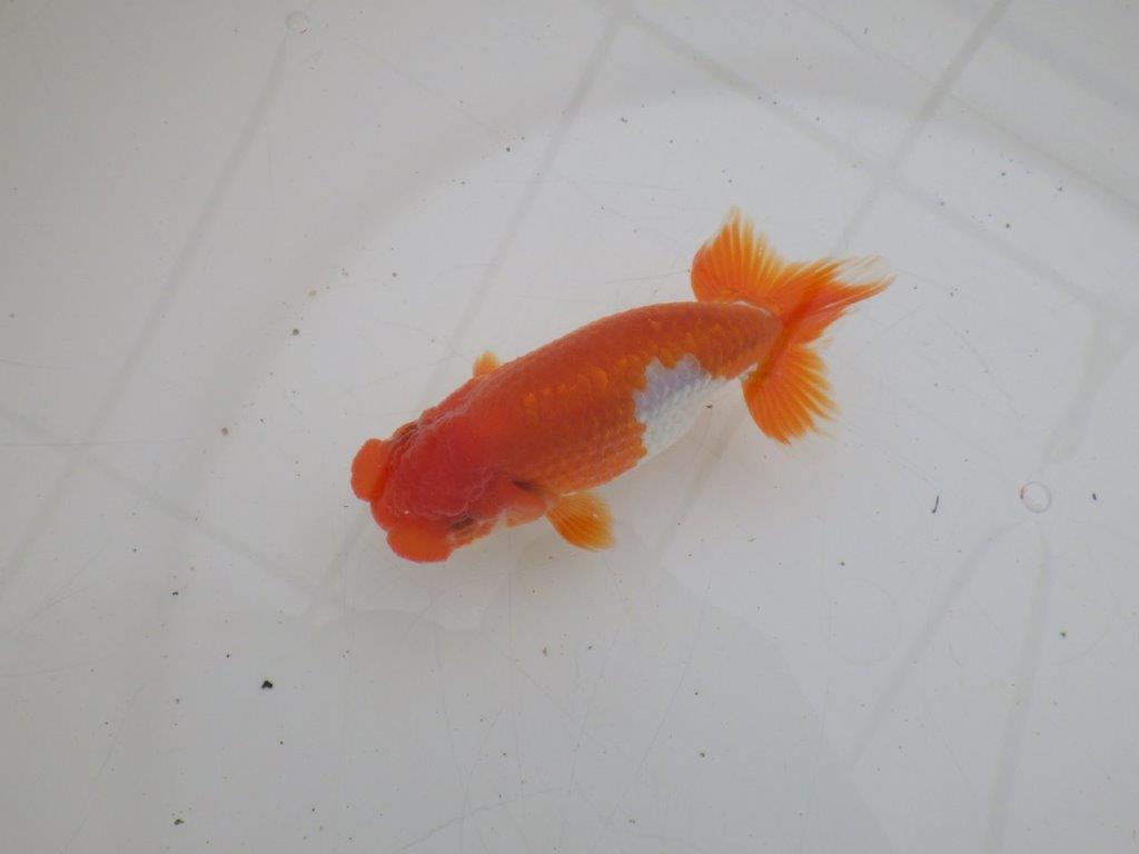 【ゴールデンウィーク期間限定セール】雰囲気抜群！明け弐歳らんちゅう約12㎝オス？