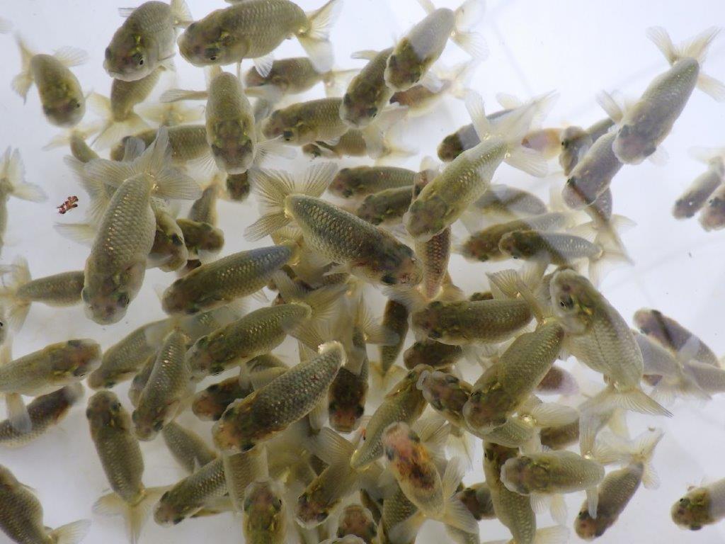 4月２９日　入荷＆更新　 愛知超優良系統　上質５尾セット　限定１セットの上身