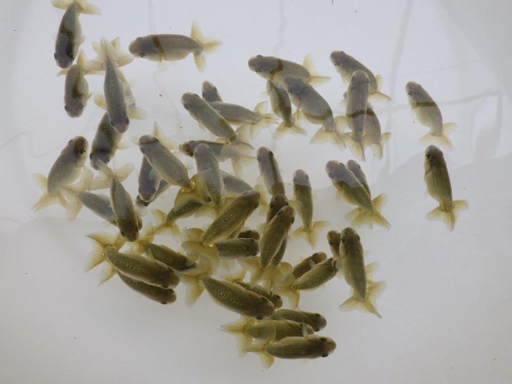 【愛知超優良系統 】4月29日入荷の中から尾張りの良い５尾セット限定１