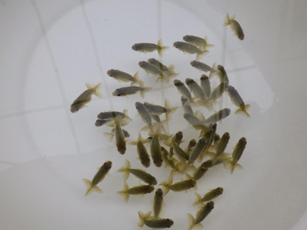 【愛知超優良系統 】4月29日　観賞用お勧め青仔３０尾セットの上身