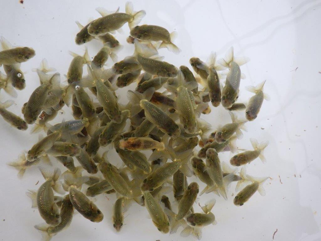 【全国大会東大関獲得系統 】ヒーター加温なしで管理中の観賞用青仔５０尾セット