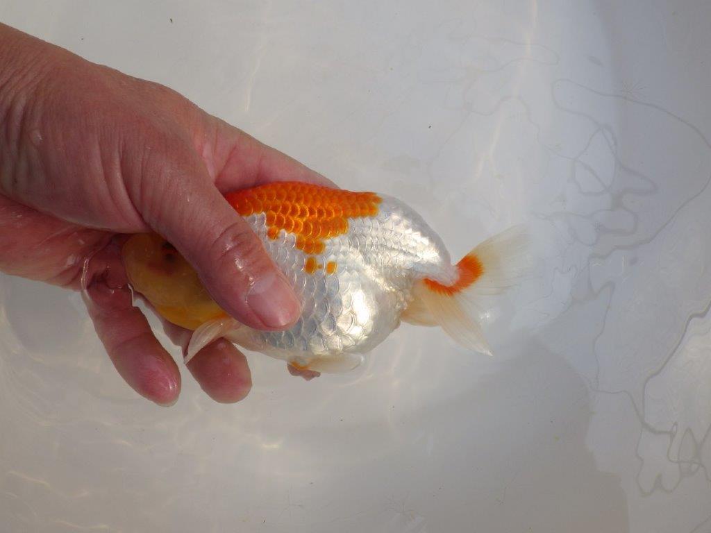 【田中氏】しっかりした体系の白勝ち更紗らんちゅう　明け弐歳魚　 　約15,5㎝　メス？