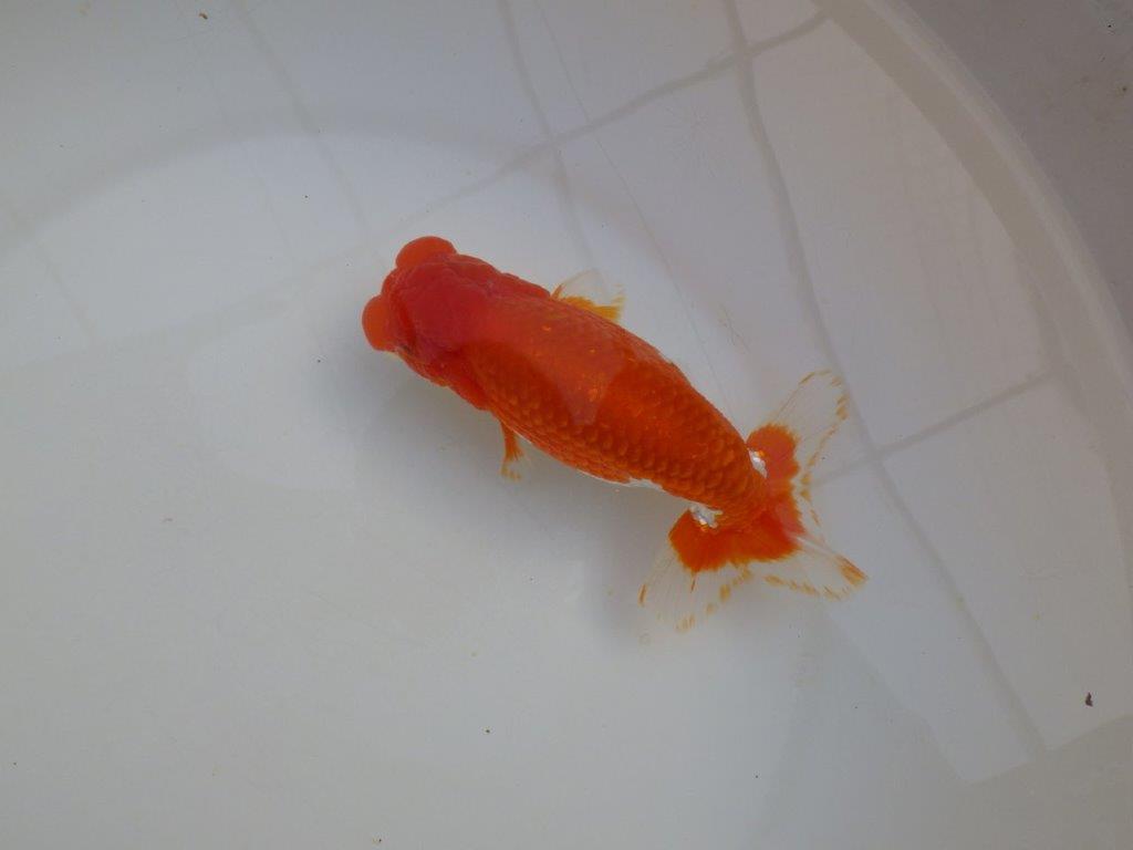 【田中氏】頭と尾張りの良い赤勝ち更紗らんちゅう　明け弐歳魚　 　約16㎝　オス？