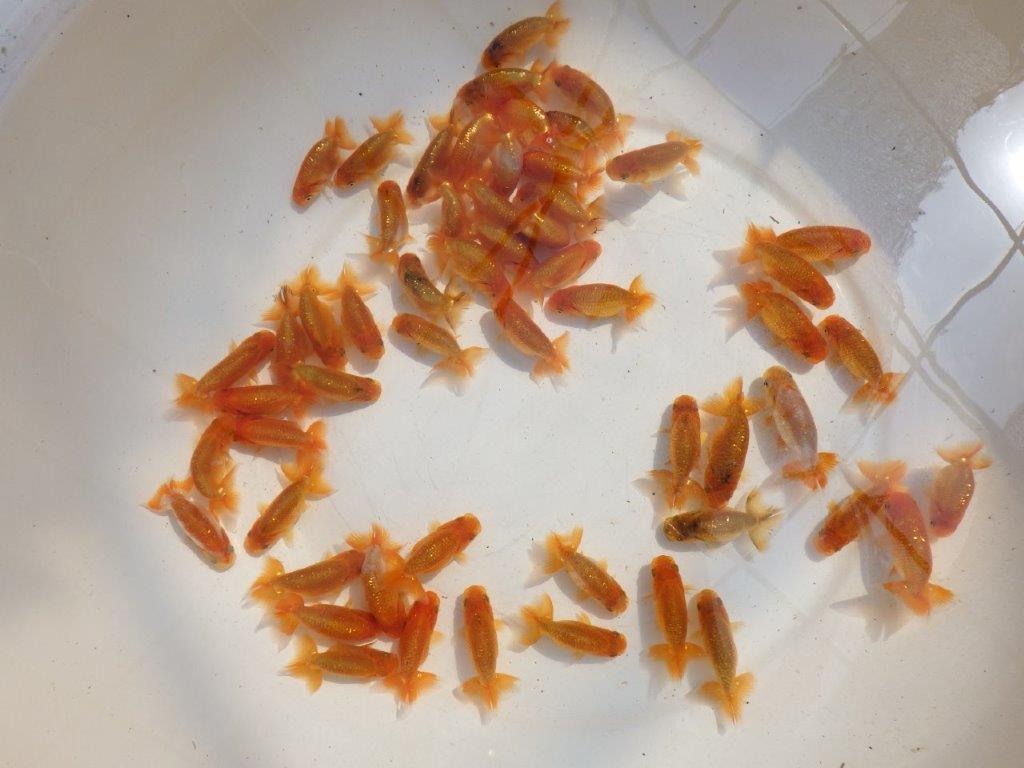 【愛知Ｍ様参弾】５月５日入荷魚の中から上質５尾セット約5~6,5㎝限定3セット