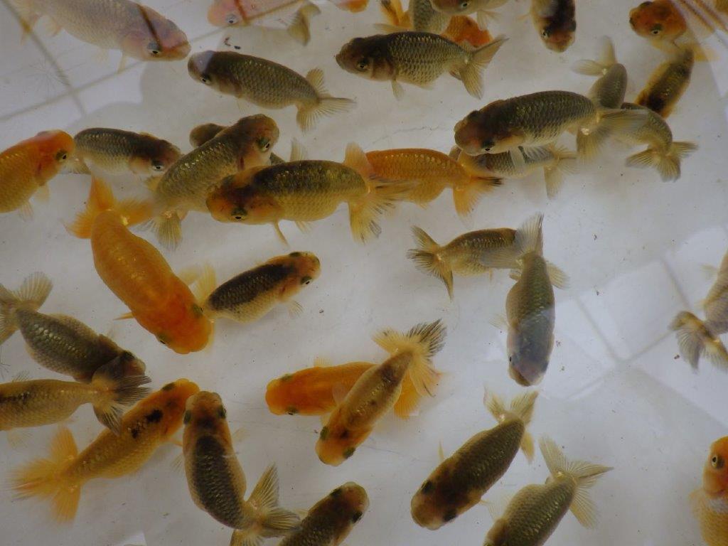 【日らん優等賞獲得系統 】５月６日入荷ご観賞お楽しみ５尾セット限定２セット