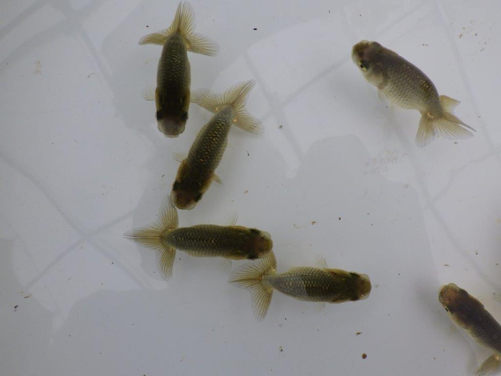 【全国大会東大関獲得系統 】フンタンらんちゅう５尾セット
