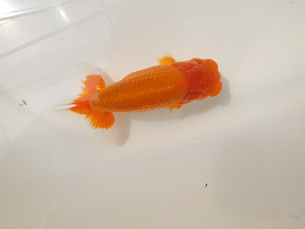 【松田力三氏】素材が良く飼い込みお勧め明け二歳らんちゅう 約14,5㎝オス