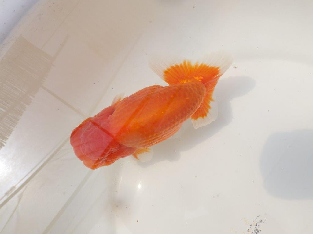 【松田力三氏】飼い込みお勧め度の高い明け二歳らんちゅう 約14,5㎝オス