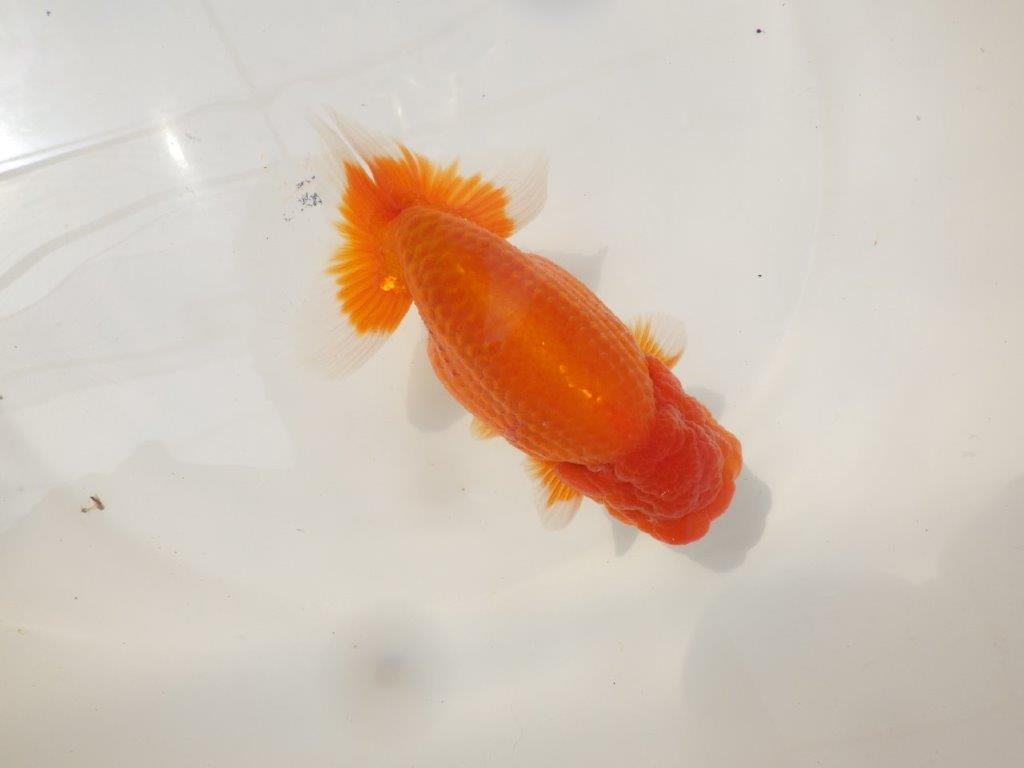 【松田力三氏】飼い込みお勧め度の高い明け二歳らんちゅう 約14,5㎝オス