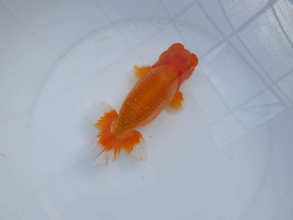 【管理魚】豊橋優遊会二歳会　行司一（１２席）入賞らんちゅう約17㎝ オス