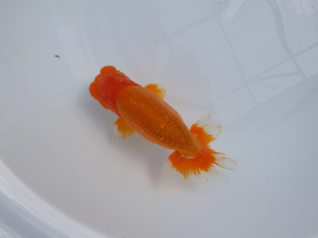 【管理魚】豊橋優遊会二歳会　行司一（１２席）入賞らんちゅう約17㎝ オス