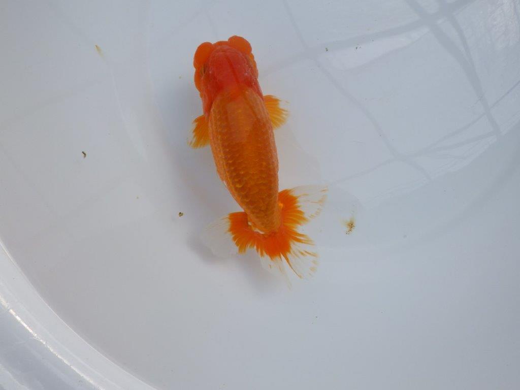 【管理魚】豊橋優遊会二歳会　行司一（１２席）入賞らんちゅう約17㎝ オス
