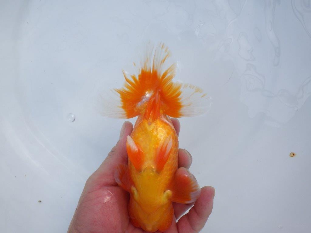 【管理魚】豊橋優遊会二歳会　行司一（１２席）入賞らんちゅう約17㎝ オス