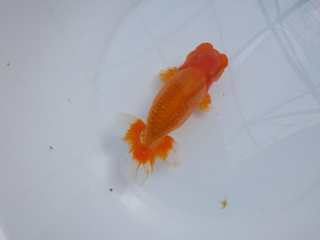 【管理魚】豊橋優遊会二歳会　行司一（１２席）入賞らんちゅう約17㎝ オス