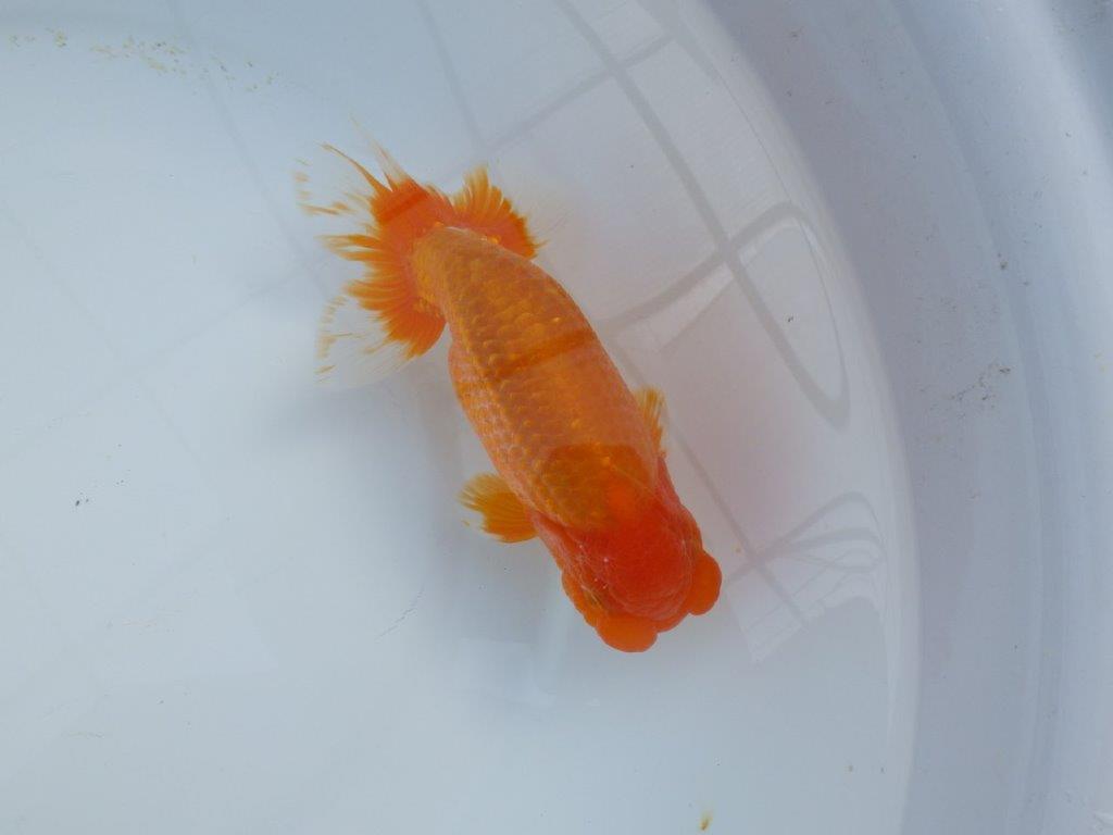 【管理魚】豊橋優遊会二歳会　行司一（１２席）入賞らんちゅう約17㎝ オス