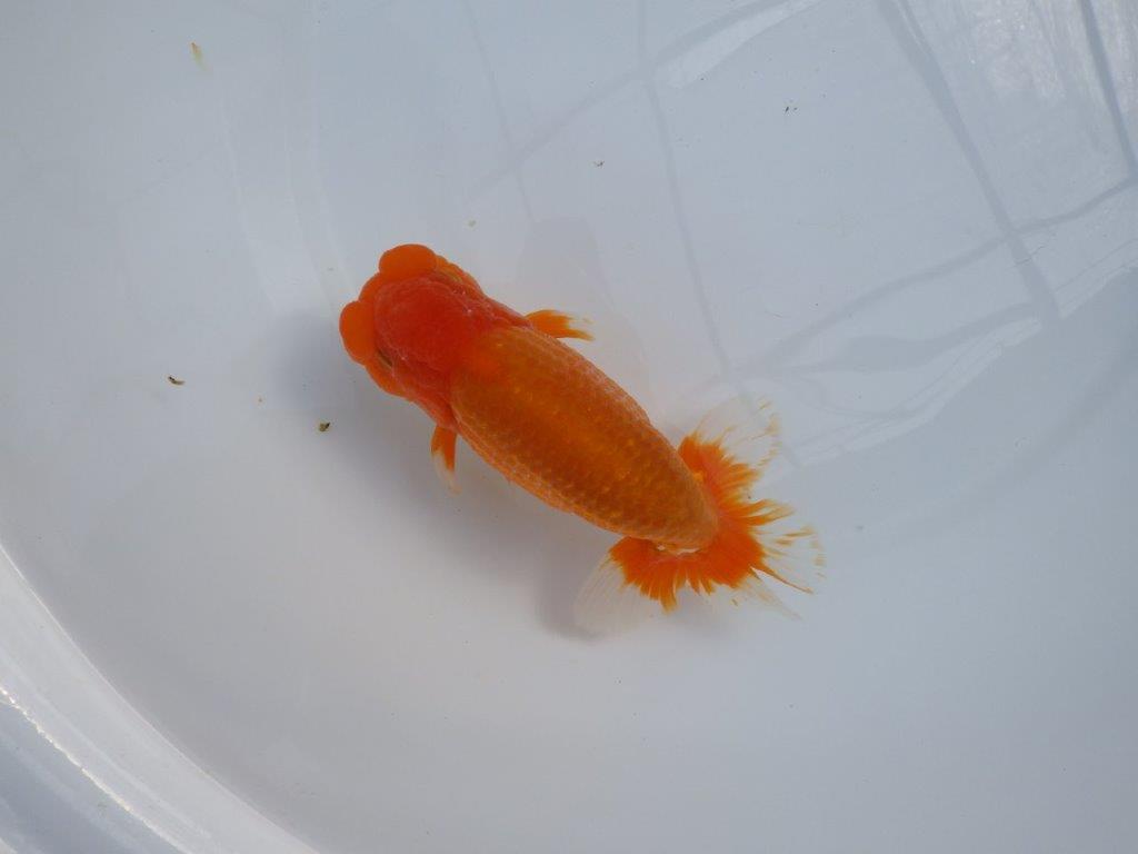 【管理魚】豊橋優遊会二歳会　行司一（１２席）入賞らんちゅう約17㎝ オス